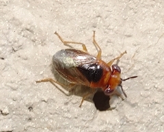 Isthmocoris imperialis