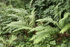 Oreopteris limbosperma