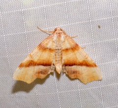 Plagodis phlogosaria