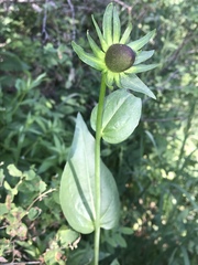 Rudbeckia occidentalis