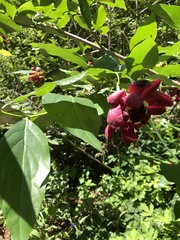 Calycanthus