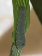 Phymatocera aterrima