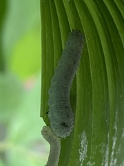Phymatocera aterrima