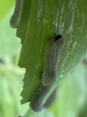 Phymatocera aterrima