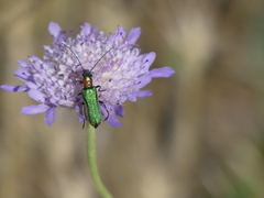 Anogcodes seladonius