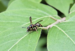 Parancistrocerus fulvipes