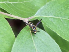 Parancistrocerus fulvipes