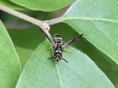 Parancistrocerus fulvipes