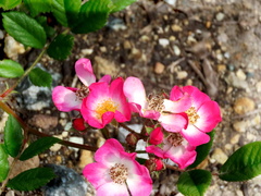Rosa gallica
