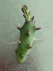 Opuntia drummondii