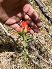 Castilleja wootonii