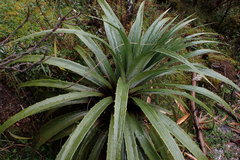 Puya angulonis