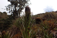 Puya angulonis