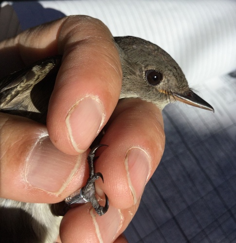 iNaturalist observation photo of Willow Flycatcher