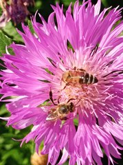 Apis mellifera