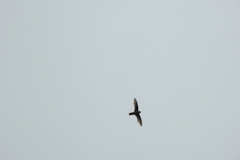 Aerodramus brevirostris