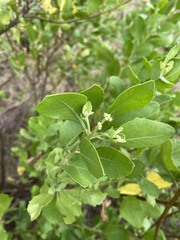 Pluchea indica