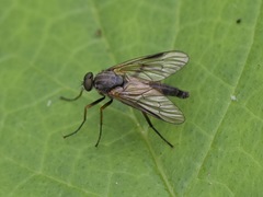 Rhagio notatus