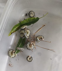 Cimbex quadrimaculatus