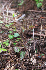 Tipularia japonica