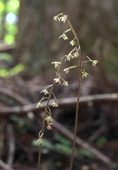 Tipularia japonica