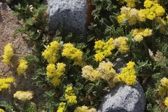 Oreoxis alpina
