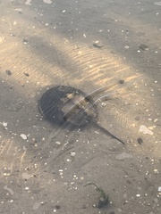 Limulus polyphemus