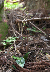 Tipularia japonica