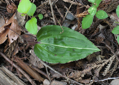 Tipularia japonica