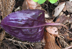 Tipularia japonica