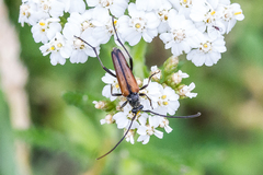 Stenurella melanura