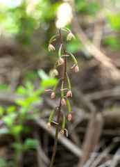 Tipularia japonica