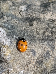 Coccinella septempunctata
