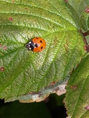 Coccinella septempunctata