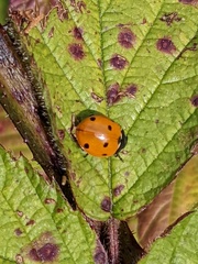 Coccinella septempunctata