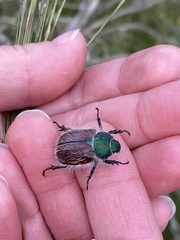Paracotalpa