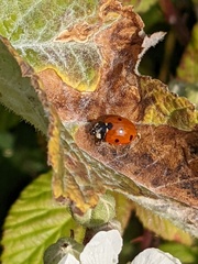 Coccinella septempunctata