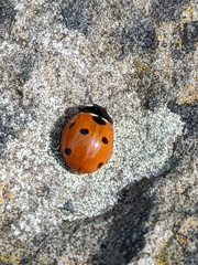 Coccinella septempunctata