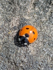 Coccinella septempunctata