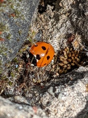 Coccinella septempunctata