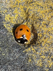 Coccinella septempunctata