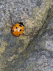 Coccinella septempunctata