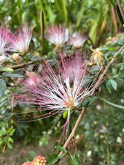 Calliandra surinamensis