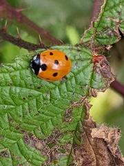 Coccinella septempunctata