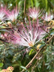 Calliandra surinamensis