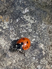 Coccinella septempunctata