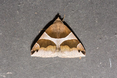 Dysgonia algira