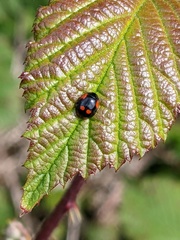 Adalia bipunctata