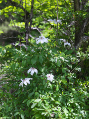 Clematis patens