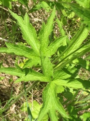 Anemone cylindrica